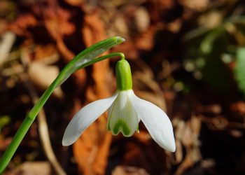Unlocking Lush Gardens: Secrets to Perfect Plant Watering
