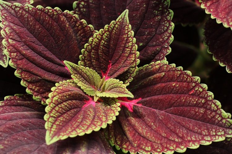Exploring the Aesthetics of Indoor Plant Pots