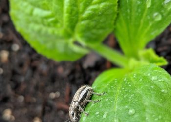 Ensuring a Pest-Free Environment