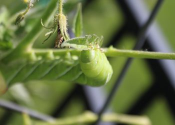 Revolutionizing Cancer Therapy:Targets