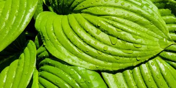 Flourishing Flora: How to Select the Perfect Lights for Your Indoor Plants