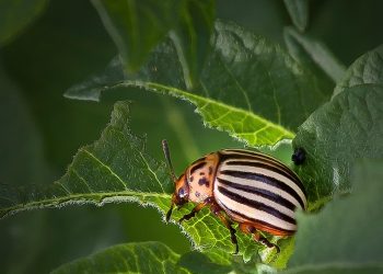 Invasion in the Garden: Identifying and Controlling Common Pests