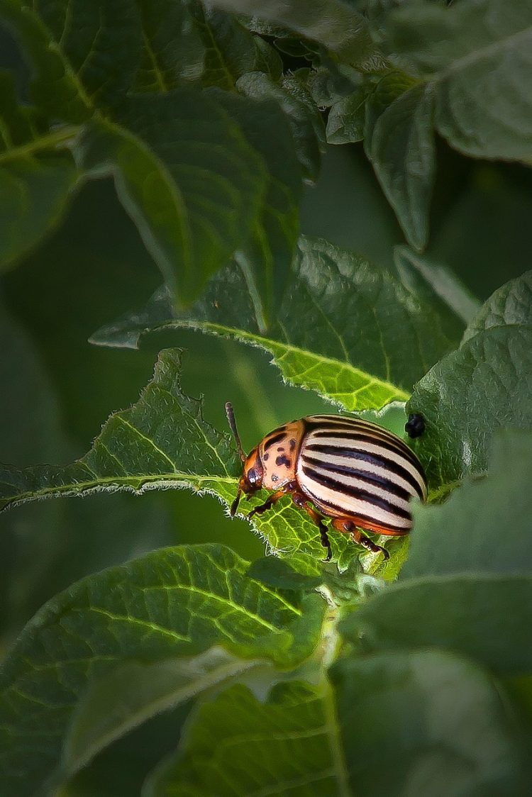 Invasion in the Garden: Identifying and Controlling Common Pests