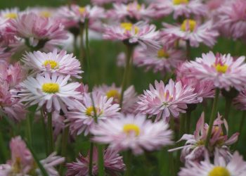 Understanding Soil Moisture and Plant Health