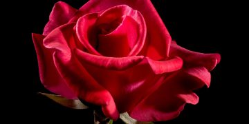 Essential Watering Techniques for Thriving Houseplants