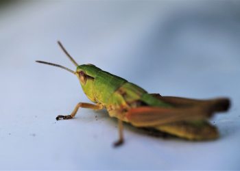 Key Tactics for Keeping Bugs at Bay