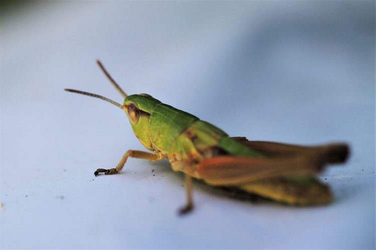 Key Tactics for Keeping Bugs at Bay