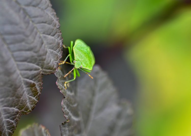 Advancements in Genomic Tools for Enhancing Disease Resistance in Crops