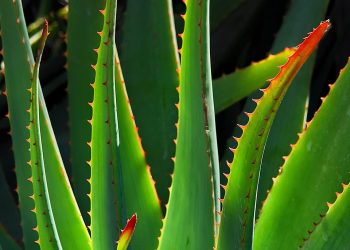 Winter Wonders: Essential Tips for Seasonal Plant Care