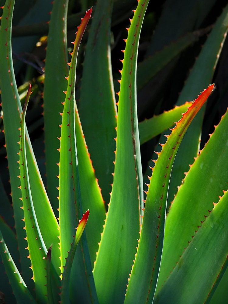 Winter Wonders: Essential Tips for Seasonal Plant Care