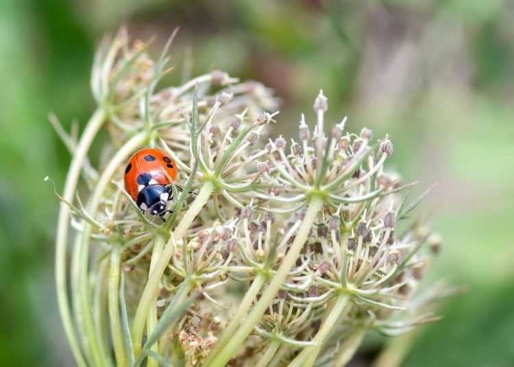 Natural Defenders: Strategies for Organic Pest Management