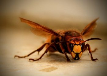 How to Safeguard Your Home Efficiently