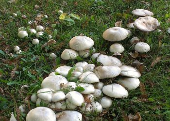 Choosing the Right Tools for Different Soil Types