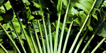 Guarding the Green: Innovative Strategies for Plant Disease Prevention