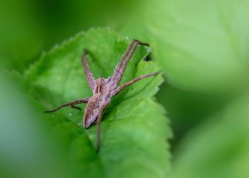 Emerging Threats in Crop Health: An In-Depth Analysis of Modern Plant Diseases