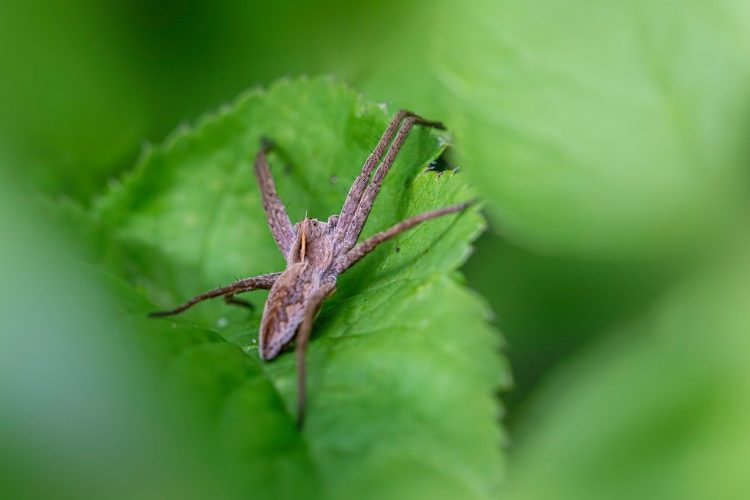 Emerging Threats in Crop Health: An In-Depth Analysis of Modern Plant Diseases