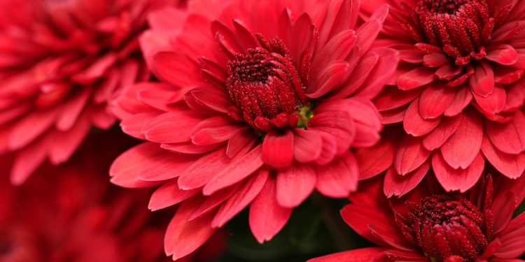 Exploring Innovative Techniques in Plant Fertilization