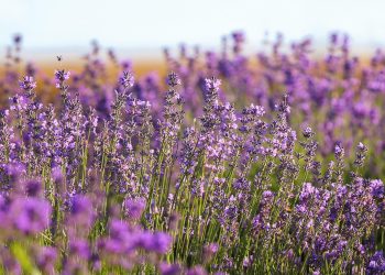 Implications for Global Food Security