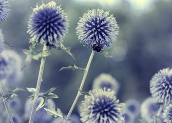 Fighting Fungi:Bridging Biology and Innovation in Plant Disease Prevention