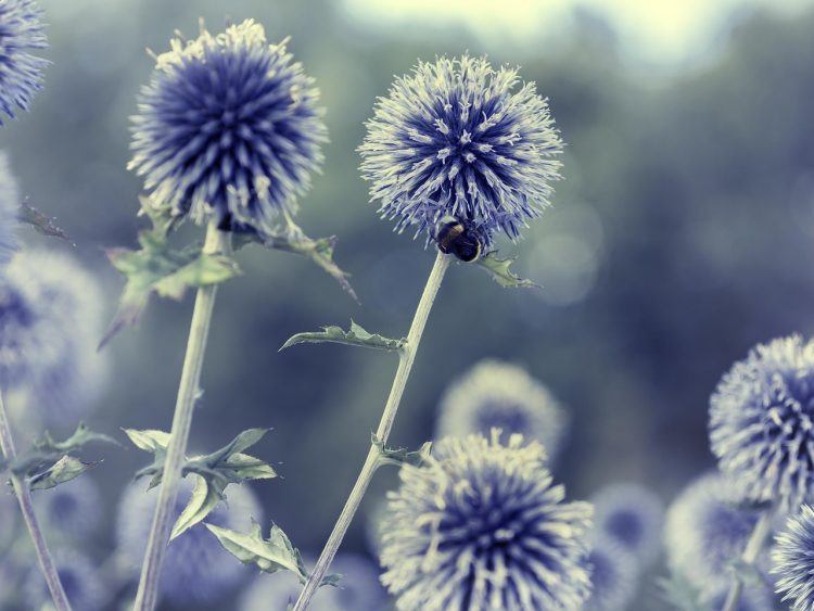 Fighting Fungi:Bridging Biology and Innovation in Plant Disease Prevention