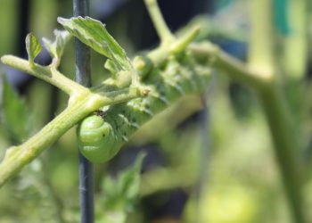 Organic Pest Control: Sustainable Strategies for a Healthier Garden