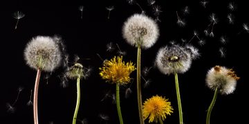 Shedding Light on Shade: Which Plants Thrive in Low Light Environments?