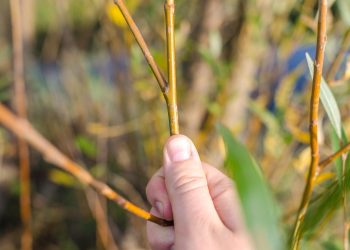 Maximizing Efficiency in Tool Storage: Innovative Solutions for Every Workshop