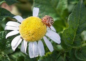 Unseen Benefits of Ecological Weed Control