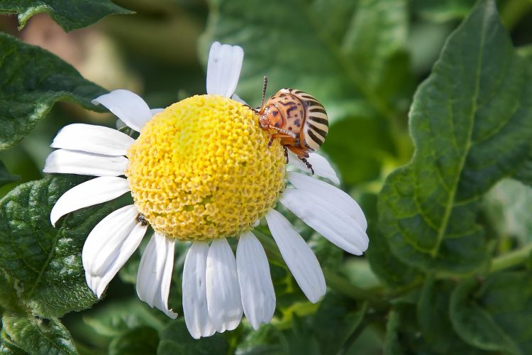 Unseen Benefits of Ecological Weed Control