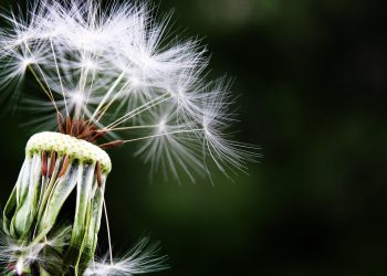 Boost Your Garden's Health During Cold Months
