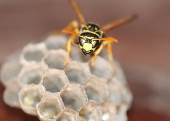 Organic Solutions for Pest Control: Harnessing Nature's Remedies