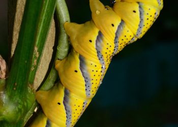 Exploring Sustainable Pest Control: Eco-Friendly Solutions for Modern Challenges