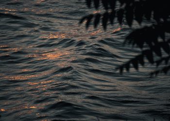 Mastering the Art of Plant Pruning: Techniques and Timing for Healthy Growth