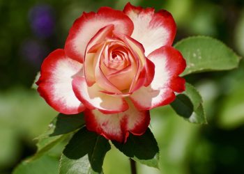 Essential Tips for Effective Plant Fertilization