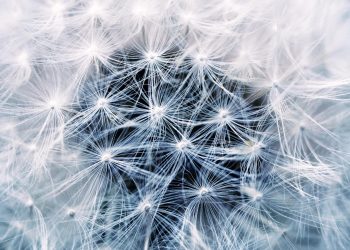 Expert Tips for Thriving Houseplants