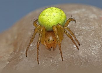 Winning the War on Weevils: Eco-Friendly Approaches to Pest Control