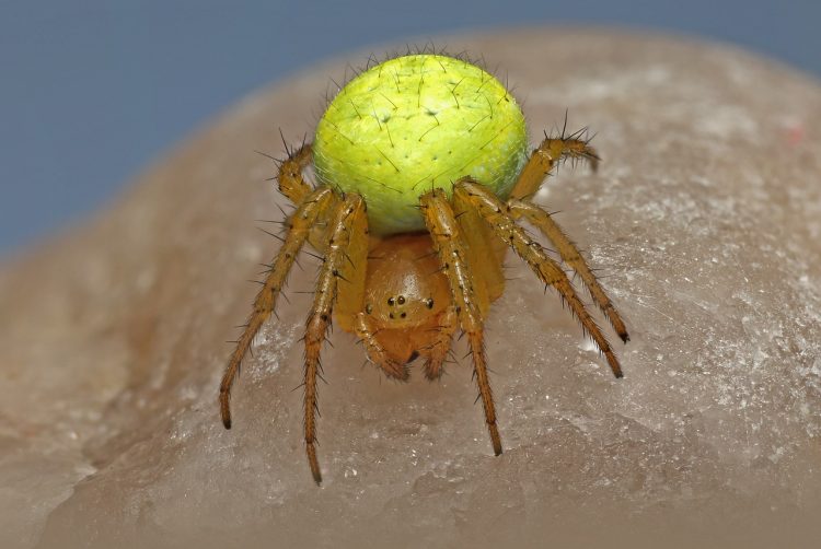 Winning the War on Weevils: Eco-Friendly Approaches to Pest Control