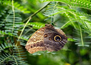 Maximizing Yield:Innovative Strategies for Enhanced Plant Growth