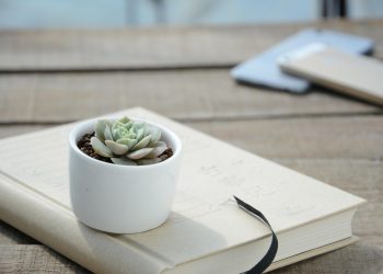 Understanding Water Needs for Various Houseplants