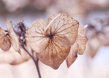 Secrets to Thriving Houseplants: Mastering Light