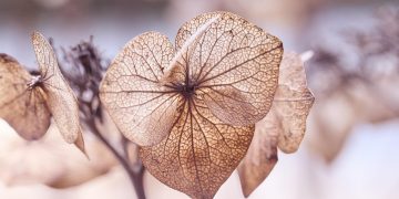 Secrets to Thriving Houseplants: Mastering Light