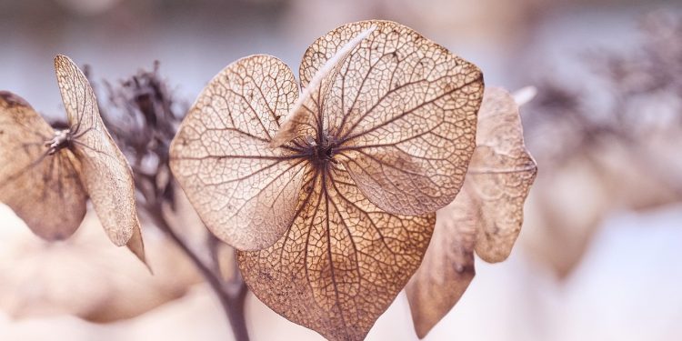 Secrets to Thriving Houseplants: Mastering Light