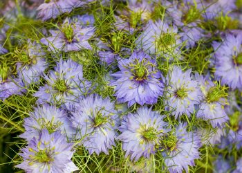 Fighting Back: Innovative Strategies for Plant Disease Prevention