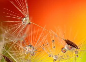 Impact on Plant Health Monitoring