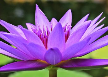 From Clay to Sand: Tailoring Soil Types for Optimal Plant Health