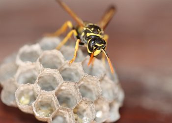 Unlocking the Mysteries of Plant Pathology: Insights into Fungal