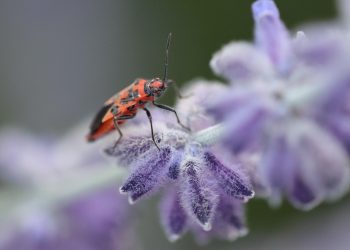 Unlocking the Secrets of Plant Immunity