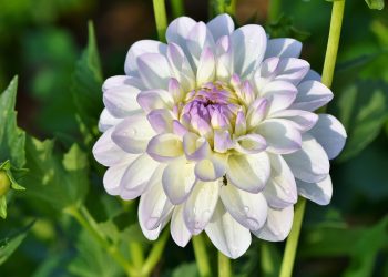 Unlocking the Secrets of Effective Plant Disease Management: Innovations in Agricultural Practices