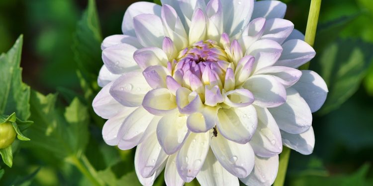 Unlocking the Secrets of Effective Plant Disease Management: Innovations in Agricultural Practices