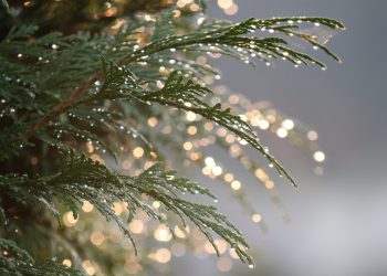 Green Defense: Eco-Friendly Strategies for Managing Garden Pests